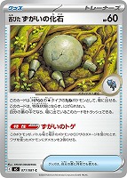 古びたずがいの化石