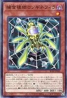 捕食植物ロンギネフィラ