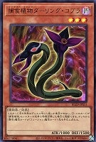 捕食植物ダーリング・コブラ