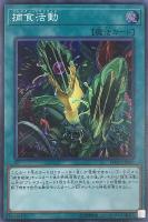 遊戯王 太陽の神官 太陽の神官【遊戯王トレカお買得価格通販：トレコロ】