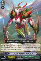 フロルネウラ・ドラゴン