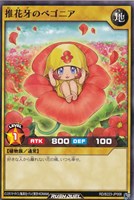 推花牙のベゴニア