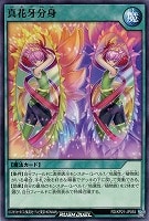 【遊戯王RD】ノーマル◇真花牙分身
